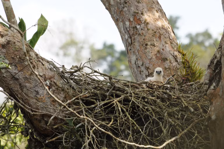  6. Tổ chim khổng lồ trên tán cây cao. Loài này làm tổ trên các cây cao nhất trong rừng. Tổ có thể rộng tới 1,5 mét và được sử dụng trong nhiều năm. Ảnh: mongabay.com.