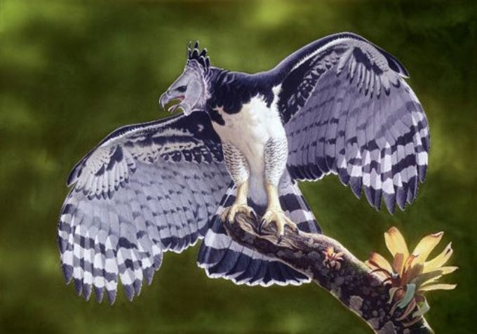  1. Là một trong những loài đại bàng lớn nhất thế giới. Đại bàng Harpy có sải cánh lên tới 2 mét và trọng lượng có thể đạt 9 kg, khiến nó trở thành một trong những loài đại bàng lớn nhất thế giới. Ảnh: Pinterest.