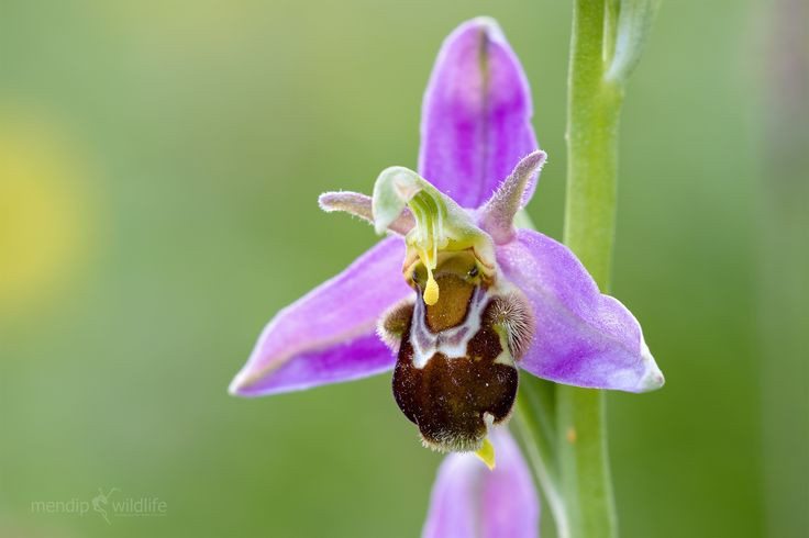  7. Có khả năng thay đổi chiến lược thụ phấn theo môi trường. Ở một số khu vực, do thiếu loài ong phù hợp để thụ phấn, hoa lan ong tiến hóa để tự thụ phấn nhiều hơn thay vì phụ thuộc vào ong đực. Ảnh: Pinterest.