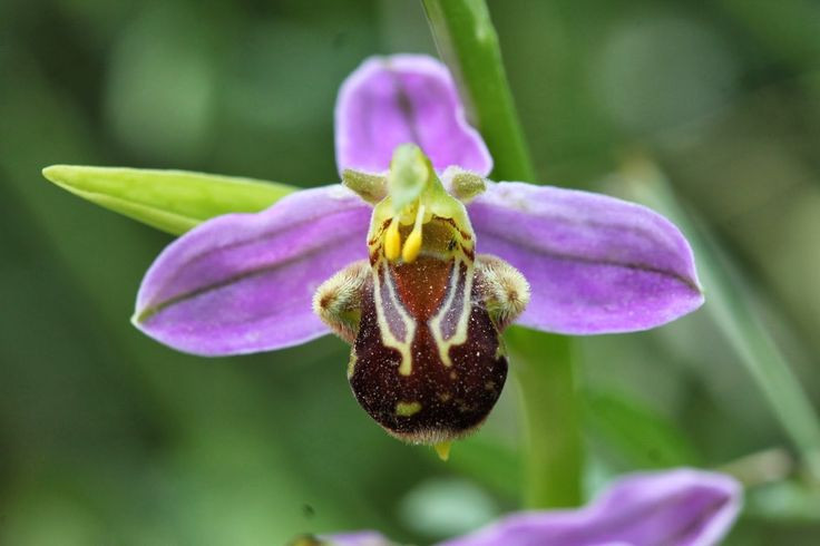  6. Nở hoa vào cuối xuân và đầu hè. Mùa hoa lan ong thường kéo dài từ tháng 4 đến tháng 6, khi thời tiết ấm áp và điều kiện thuận lợi để côn trùng thụ phấn hoạt động mạnh. Ảnh: Pinterest.