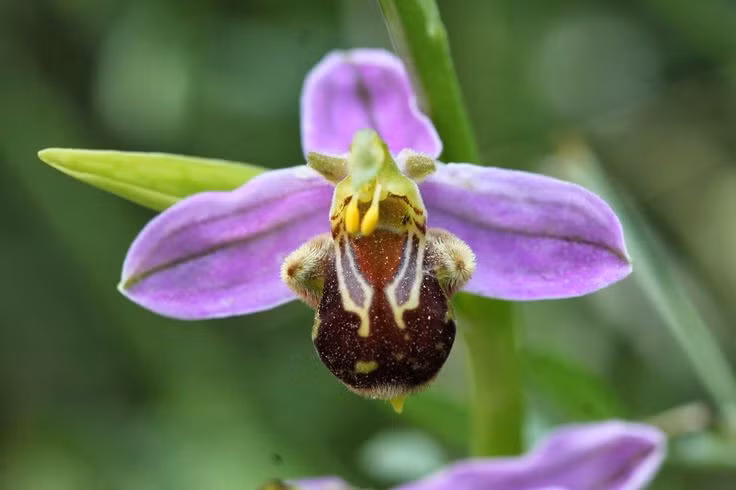  6. Nở hoa vào cuối xuân và đầu hè. Mùa hoa lan ong thường kéo dài từ tháng 4 đến tháng 6, khi thời tiết ấm áp và điều kiện thuận lợi để côn trùng thụ phấn hoạt động mạnh. Ảnh: Pinterest.