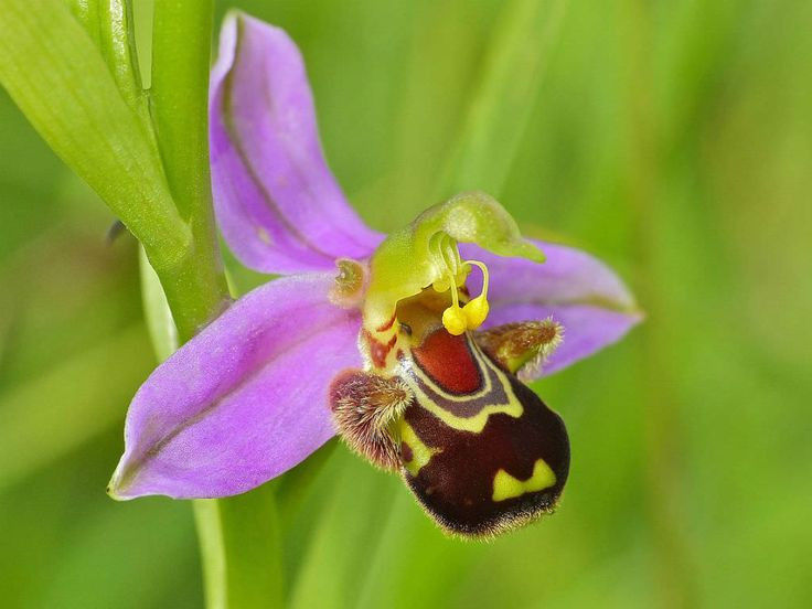  5. Ưa môi trường nhiều ánh sáng. Hoa lan ong phát triển tốt ở những khu vực có nhiều ánh sáng như đồng cỏ, ven rừng hay thậm chí bên vệ đường, miễn là đất đủ thông thoáng và giàu dinh dưỡng. Ảnh: Pinterest.