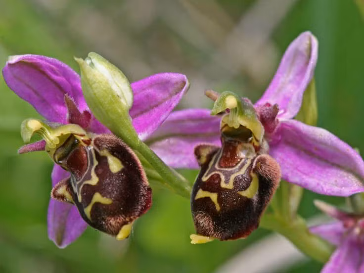  1. Hoa có hình dáng giống một con ong cái. Hoa lan ong tiến hóa để có hình dạng và màu sắc giống như một con ong cái, thu hút ong đực đến thụ phấn. Đây là một ví dụ điển hình về quá trình bắt chước sinh học trong tự nhiên. Ảnh: Pinterest.