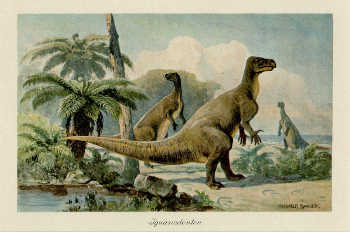  7. Nó là một trong những loài khủng long phổ biến nhất trong kỷ Phấn trắng. Iguanodon sống vào khoảng 126-113 triệu năm trước, và hóa thạch của nó đã được tìm thấy ở nhiều nơi trên thế giới. Ảnh: Pinterest.