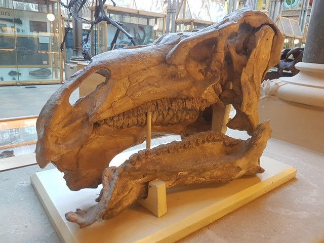  5. Hàm răng của nó giống răng cự đà ngày nay. Iguanodon có bộ răng tương tự như răng của loài cự đà hiện đại, giúp nó nhai hiệu quả các loại thực vật cứng. Ảnh: Pinterest.