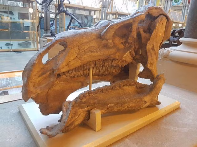  5. Hàm răng của nó giống răng cự đà ngày nay. Iguanodon có bộ răng tương tự như răng của loài cự đà hiện đại, giúp nó nhai hiệu quả các loại thực vật cứng. Ảnh: Pinterest.