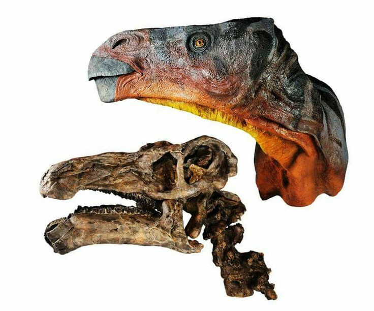  6. Nó có một cấu trúc sọ đặc biệt giúp nhai hiệu quả. Hộp sọ của Iguanodon có thể di chuyển nhẹ khi nhai, giúp nó nghiền nát thức ăn tốt hơn so với nhiều loài khủng long ăn thực vật khác. Ảnh: Pinterest.