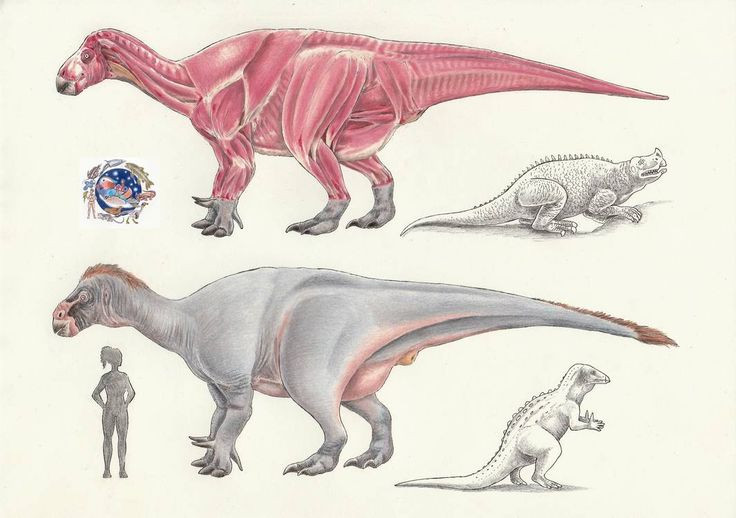  3. Gai trên ngón tay của nó có thể dùng để tự vệ. Iguanodon sở hữu một chiếc gai nhọn trên ngón tay cái, có thể đã được dùng để chống lại kẻ thù hoặc xé nhỏ thực vật. Ảnh: Pinterest.