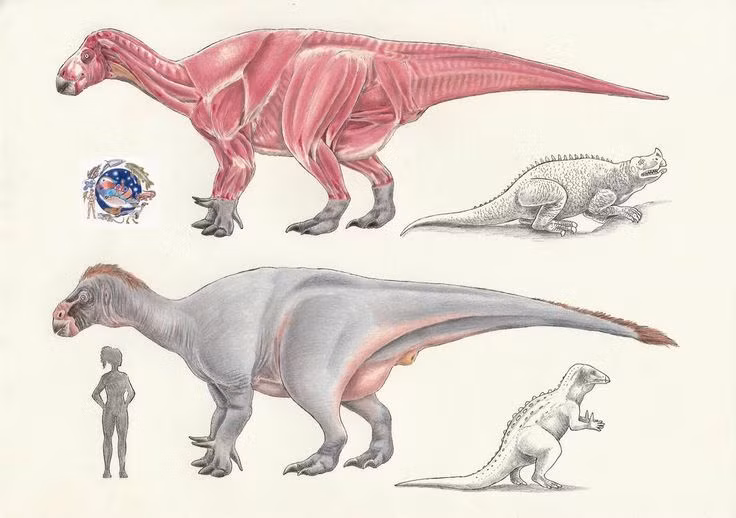  3. Gai trên ngón tay của nó có thể dùng để tự vệ. Iguanodon sở hữu một chiếc gai nhọn trên ngón tay cái, có thể đã được dùng để chống lại kẻ thù hoặc xé nhỏ thực vật. Ảnh: Pinterest.