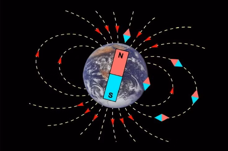  6. Các loài động vật có thể bị ảnh hưởng. Nhiều loài động vật như chim di cư, rùa biển và cá voi sử dụng từ trường Trái Đất để định hướng. Nếu từ trường bị đảo lộn, chúng có thể bị mất phương hướng và thay đổi hành vi di cư. Ảnh: Pinterest.
