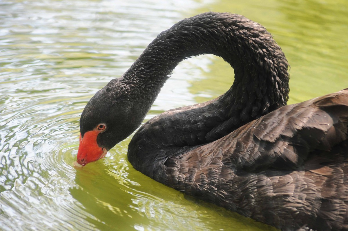 Tần tảo kiếm mồi