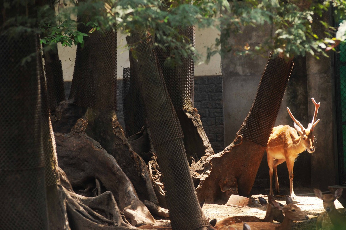 Hươu sao (tại Việt Nam đã tuyệt chủng trong thiên nhiên)