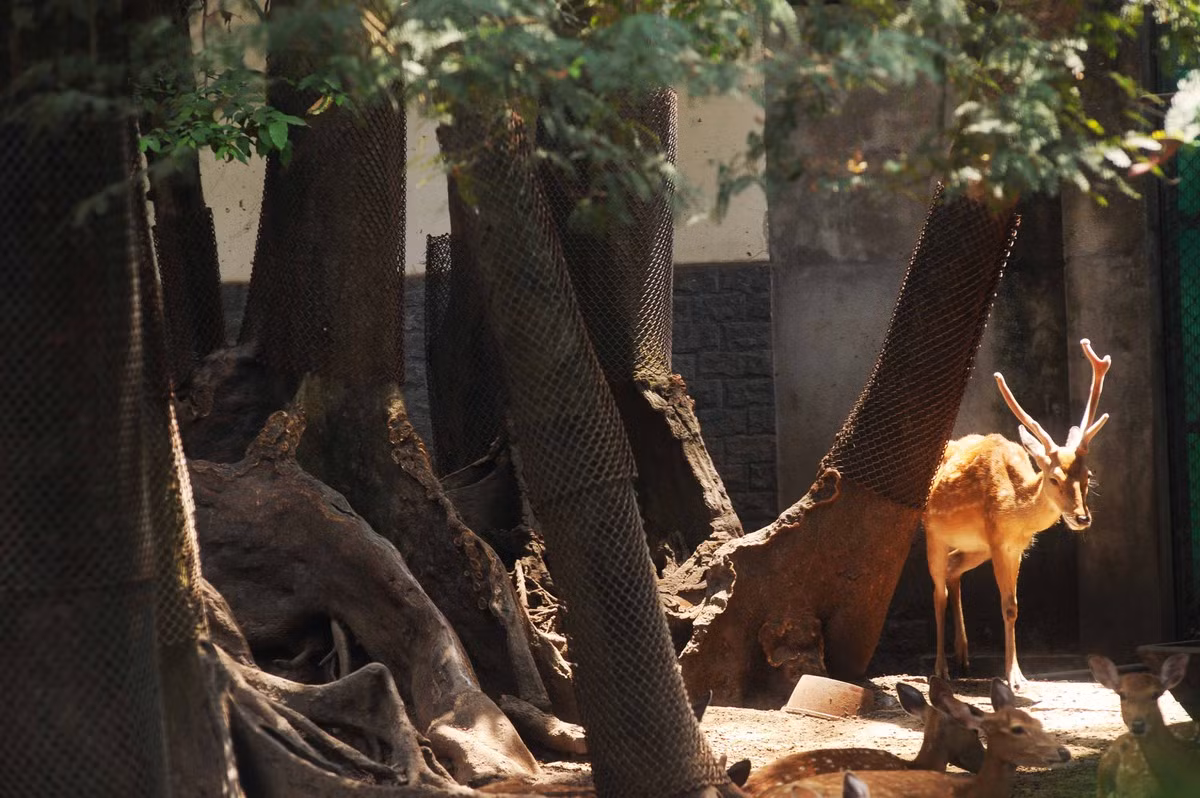 Hươu sao (tại Việt Nam đã tuyệt chủng trong thiên nhiên)