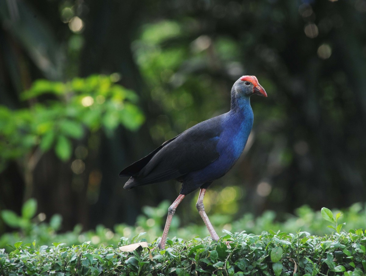 Điều đặc biệt là với diện tích lên tới gần 17 ha, tại đây nhiều loài được nuôi dưỡng gần với tự nhiên trong khuôn viên khá rộng rãi. Người dân và du khách có thể bắt gặp giữa lòng thành phố những loài thú quý hiếm đến từ khắp nơi trên thế giới. Ảnh: Chim chóc dạo chơi trong môi trường tự nhiên