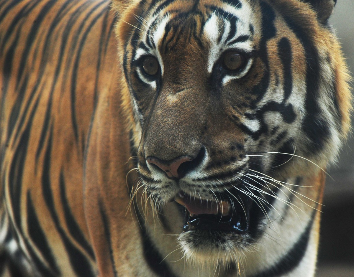 Thảo cầm viên Sài Gòn nổi tiếng với nhiều giống thú quý hiếm được bảo vệ và sinh trưởng trong điều kiện chăm sóc của con người