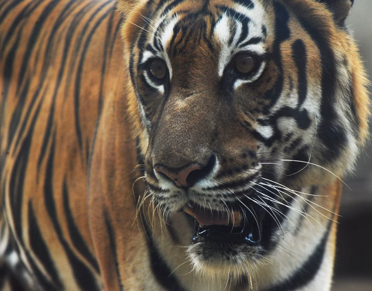 Thảo cầm viên Sài Gòn nổi tiếng với nhiều giống thú quý hiếm được bảo vệ và sinh trưởng trong điều kiện chăm sóc của con người