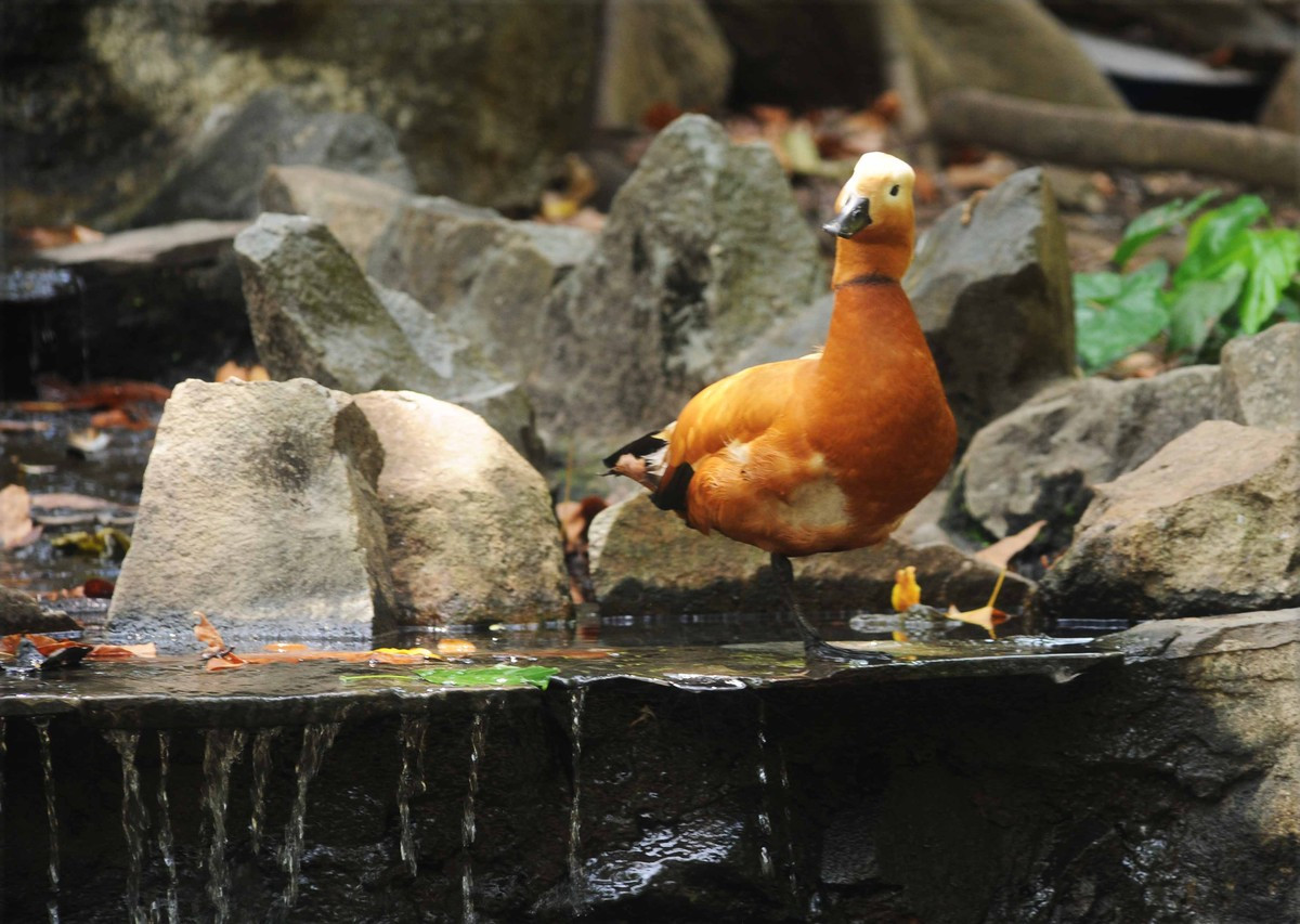 Một chú vịt vàng châu Âu cũng có mặt tại đây cùng các giống chim bản địa