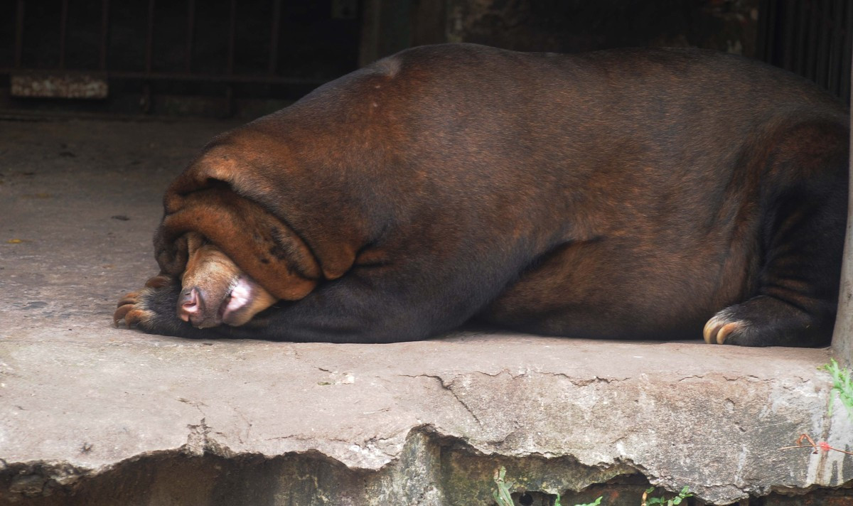 Cách chú gấu thu mình ngủ trưa