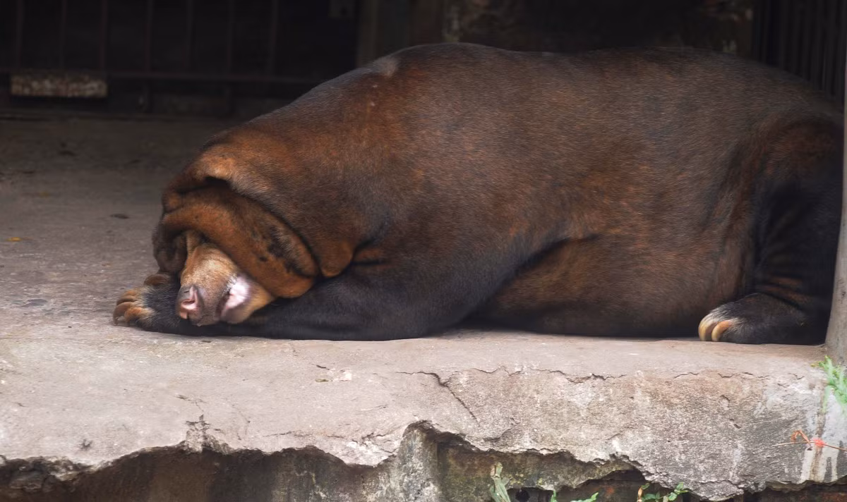 Cách chú gấu thu mình ngủ trưa