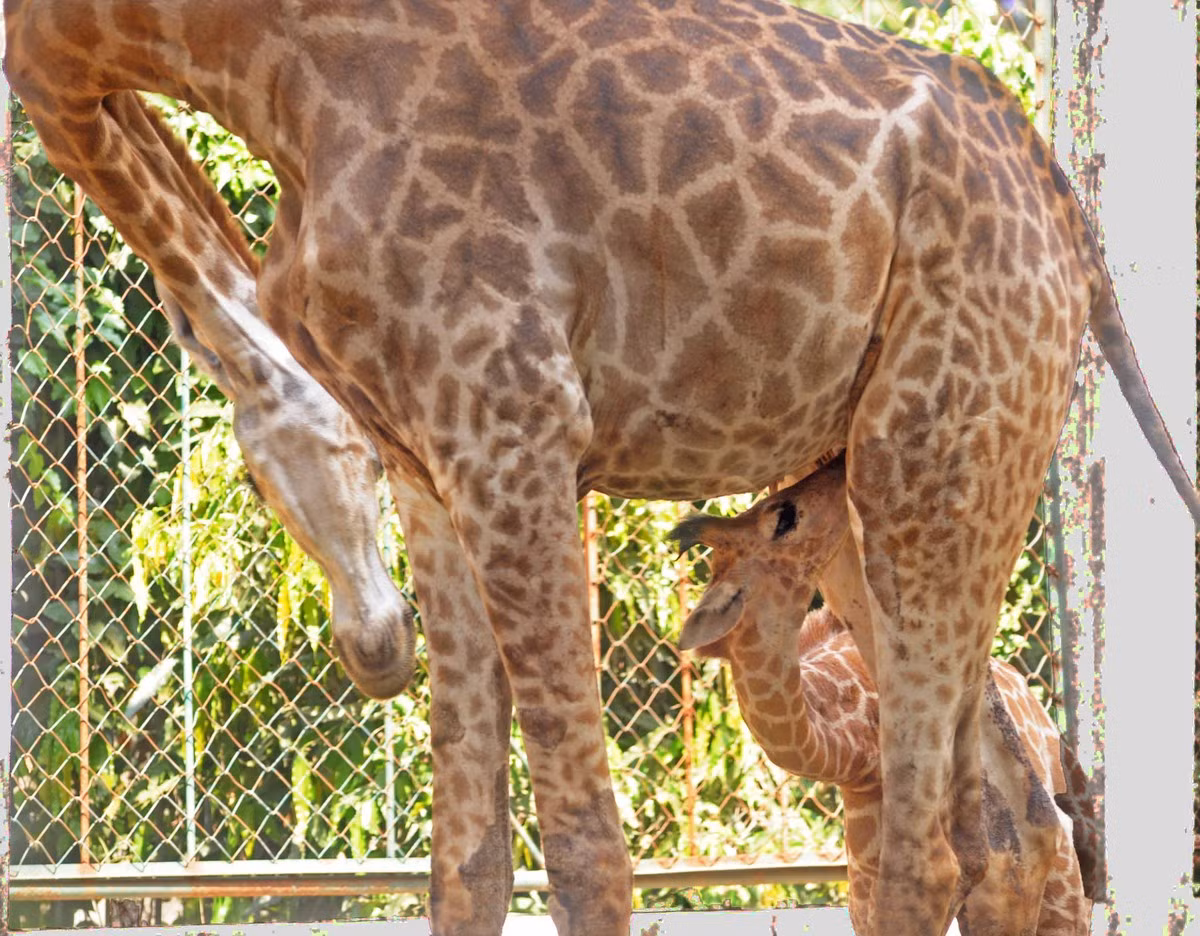 Hươu cao cổ con sinh ra tại Thảo Cầm Viên Sài Gòn đang bú mẹ