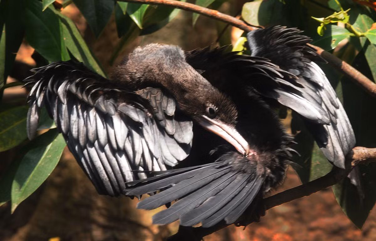 Chim non đang mọc lông măng