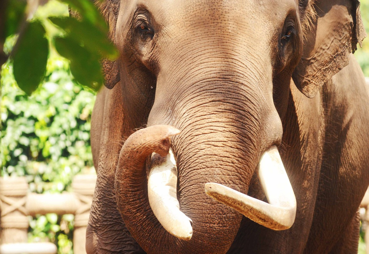 Bác voi với cặp ngà đã mòn