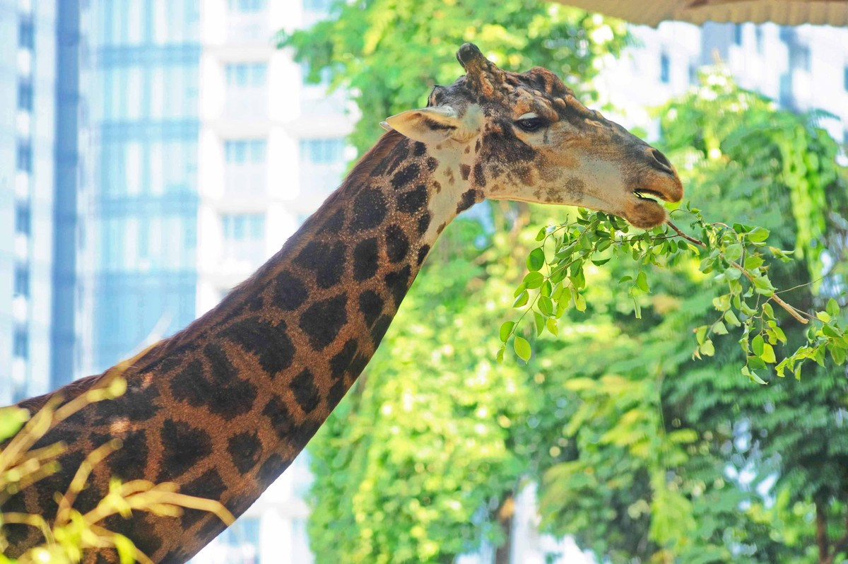 Hươu cao cổ thích nghi với cuộc sống ở Việt Nam