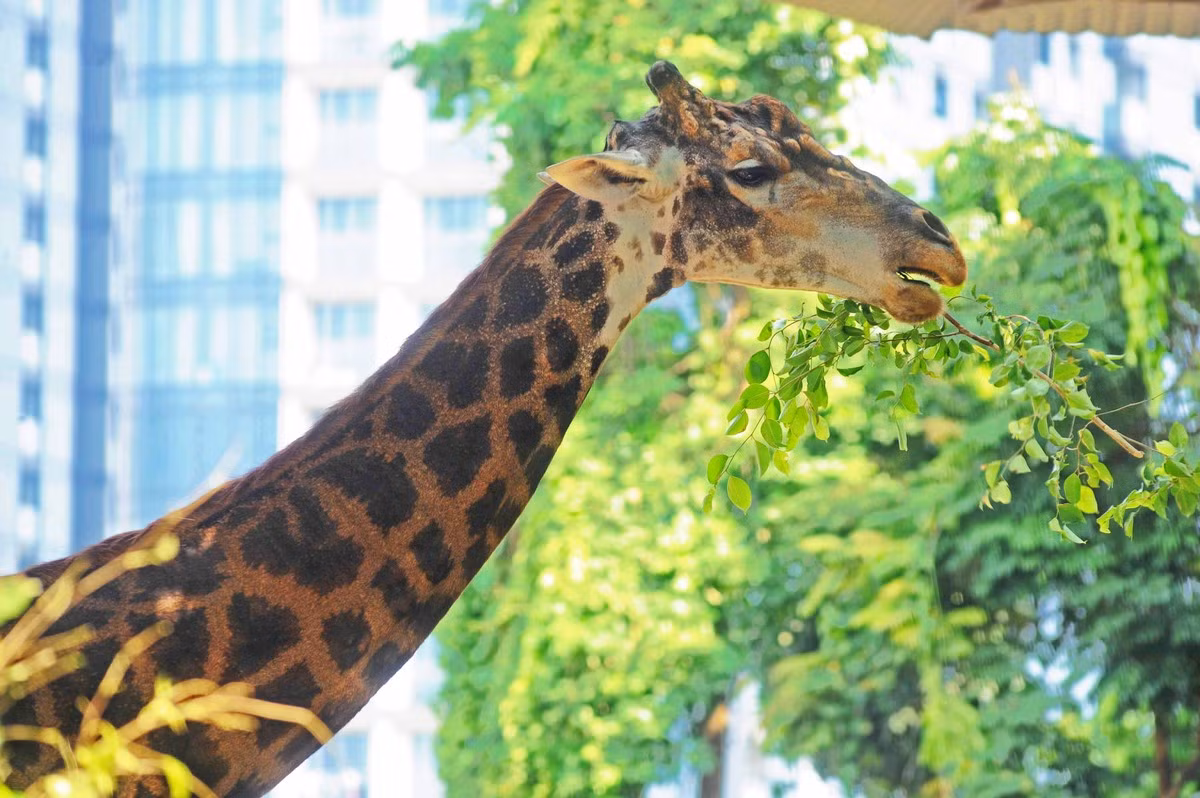 Hươu cao cổ thích nghi với cuộc sống ở Việt Nam