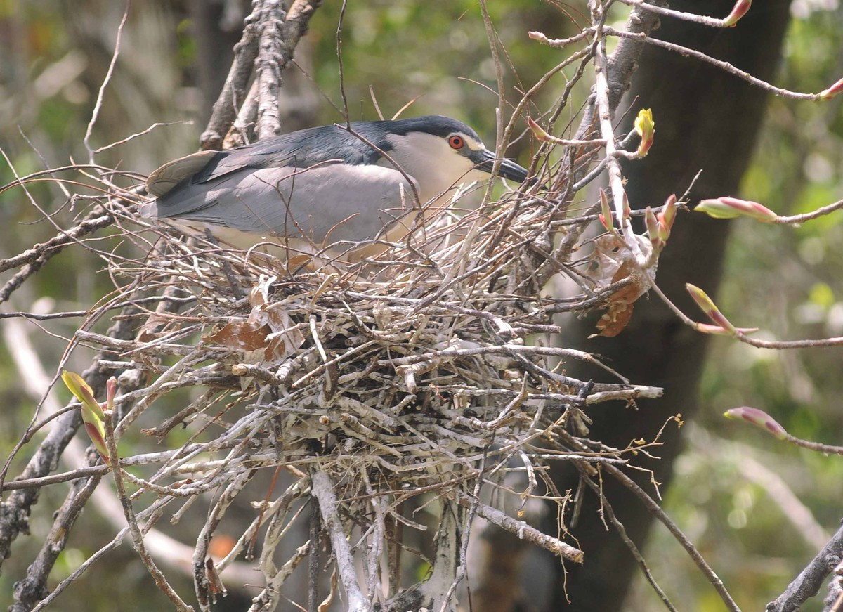 Một chú chim làm tổ với màu sắc gần giống với lông của chúng