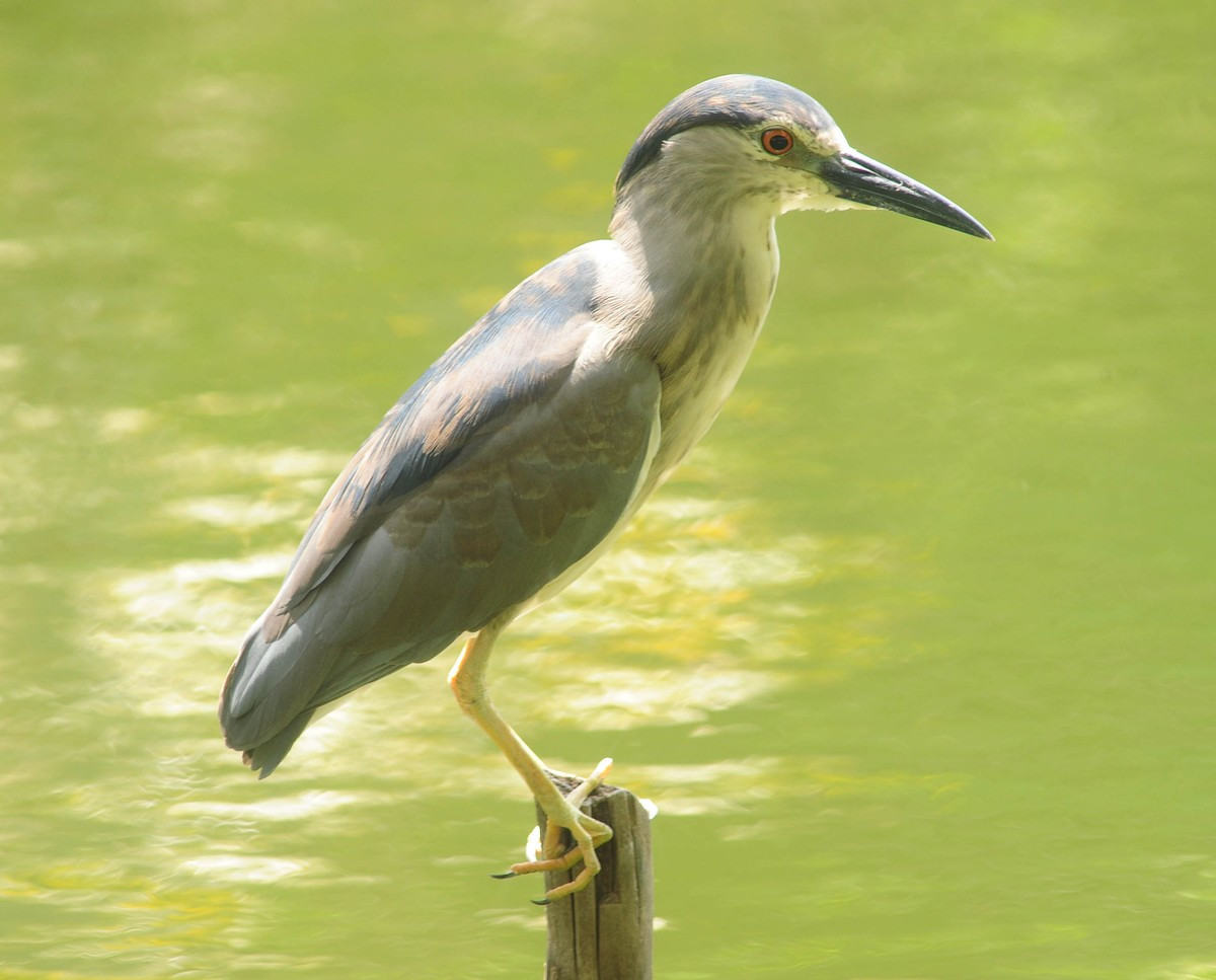 Thảo Cầm viên Sài Gòn hiện đang nuôi dưỡng, bảo tồn khoảng 1000 cá thể gồm hàng chục loài có vú, hàng chục giống chim, nhiều giống bò sát và động vật quý hiếm các loại, như: khỉ, gấu ngựa, gấu chó, hổ Đông Dương, hổ Bengal, báo hoa mai, báo lửa, sư tử, tinh tinh, ngựa vằn, linh dương, hươu, nai, heo rừng, mang, nhím, rùa, rái cá, voi châu Á, tê giác trắng, cá sấu hoa cà, cá sấu nước ngọt, trăn đất, công, bò tót, hà mã, báo đốm Mỹ , hươu cao cổ… Thảo cầm viên Sài Gòn là thiên đường của các loại chim, chúng được sinh sống tự do giữa thiên nhiên được bảo vệ qua hàng thế kỷ.