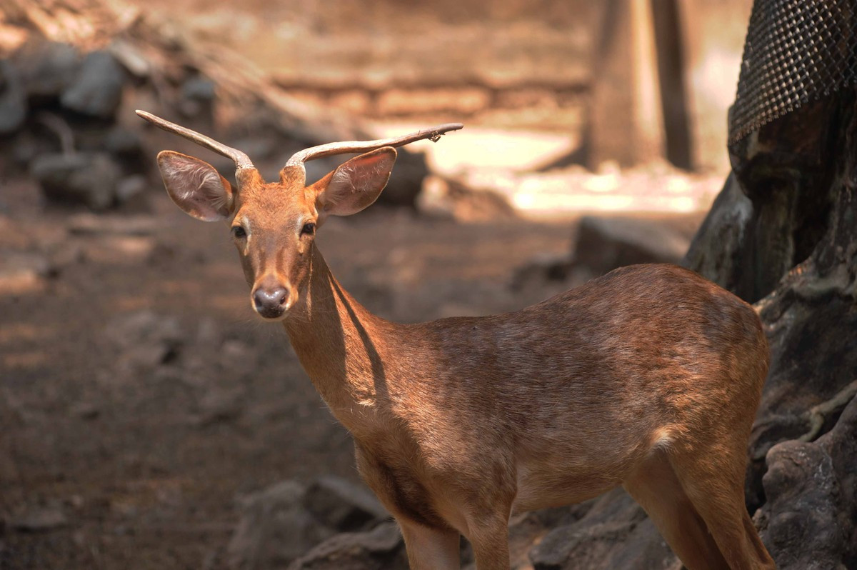 Nai Cà Tông sống ở Việt Nam, Ấn Độ, Thái Lan...