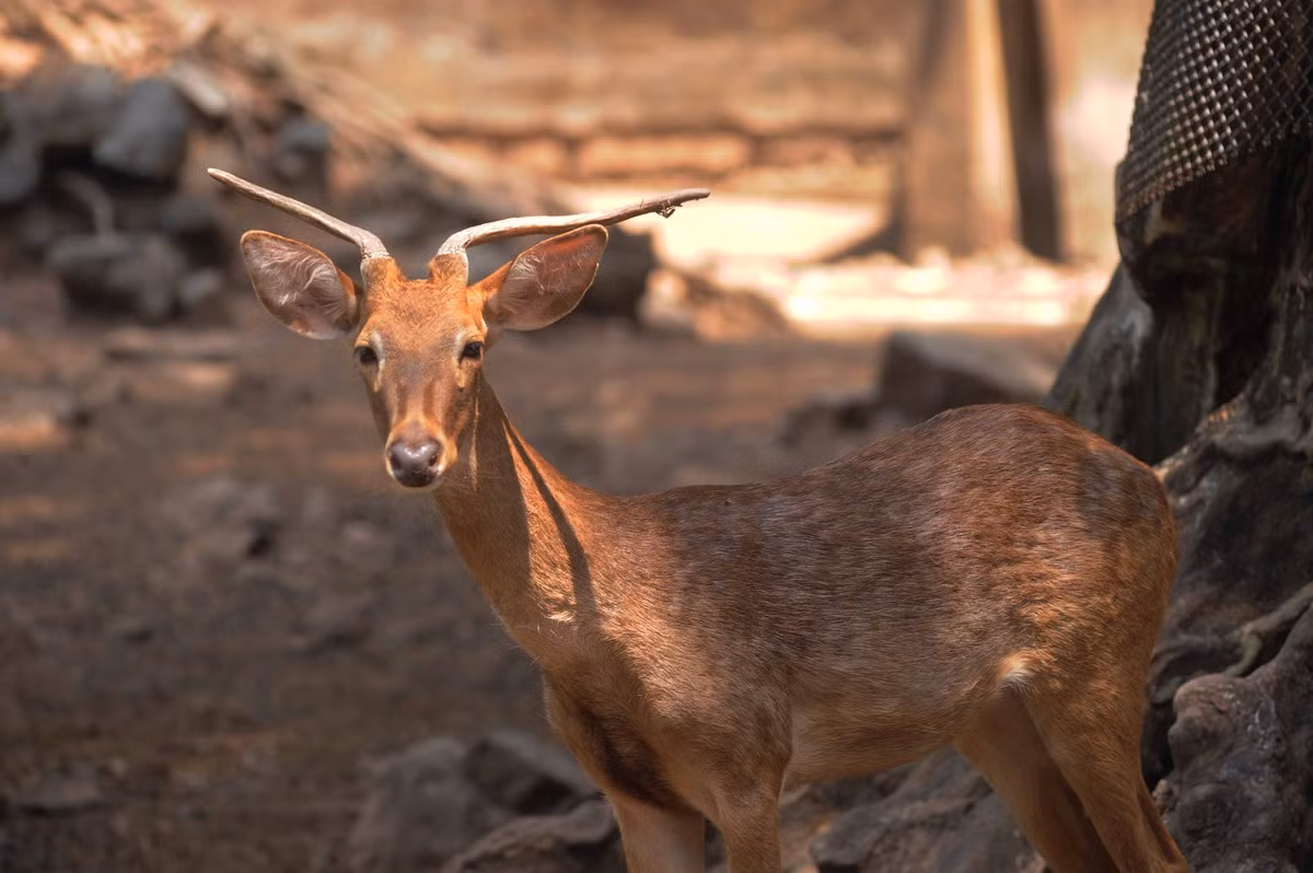 Nai Cà Tông sống ở Việt Nam, Ấn Độ, Thái Lan...