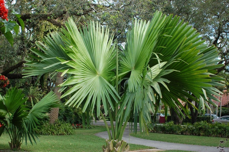  8. Là biểu tượng của sức sống mạnh mẽ. Mặc dù chỉ ra hoa một lần trước khi chết, cây cọ quạt vẫn được coi là biểu tượng của sự trường tồn và sức mạnh trong nhiều nền văn hóa. Vòng đời dài và sự phát triển ấn tượng của nó khiến loài cây này trở nên đặc biệt trong thế giới tự nhiên. Ảnh: Pinterest.