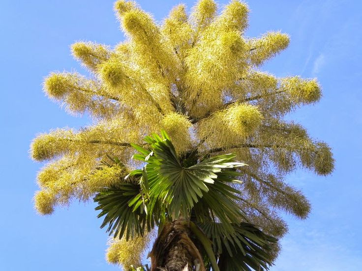  5. Có cụm hoa lớn nhất trong thế giới thực vật. Hoa của cây cọ quạt mọc thành những chùm khổng lồ, có thể đạt chiều cao hơn 6 mét với hàng triệu bông hoa nhỏ. Đây được coi là cụm hoa lớn nhất trong thế giới thực vật. Ảnh: Pinterest.