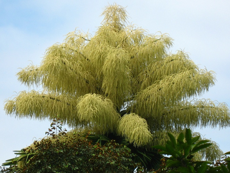  4. Chỉ ra hoa một lần trong đời. Cây cọ quạt là một loài cây đơn sinh, có nghĩa là nó chỉ ra hoa một lần trong suốt vòng đời của mình. Sau khi nở hoa và kết hạt, cây sẽ dần héo úa và chết đi. Ảnh: Pinterest.