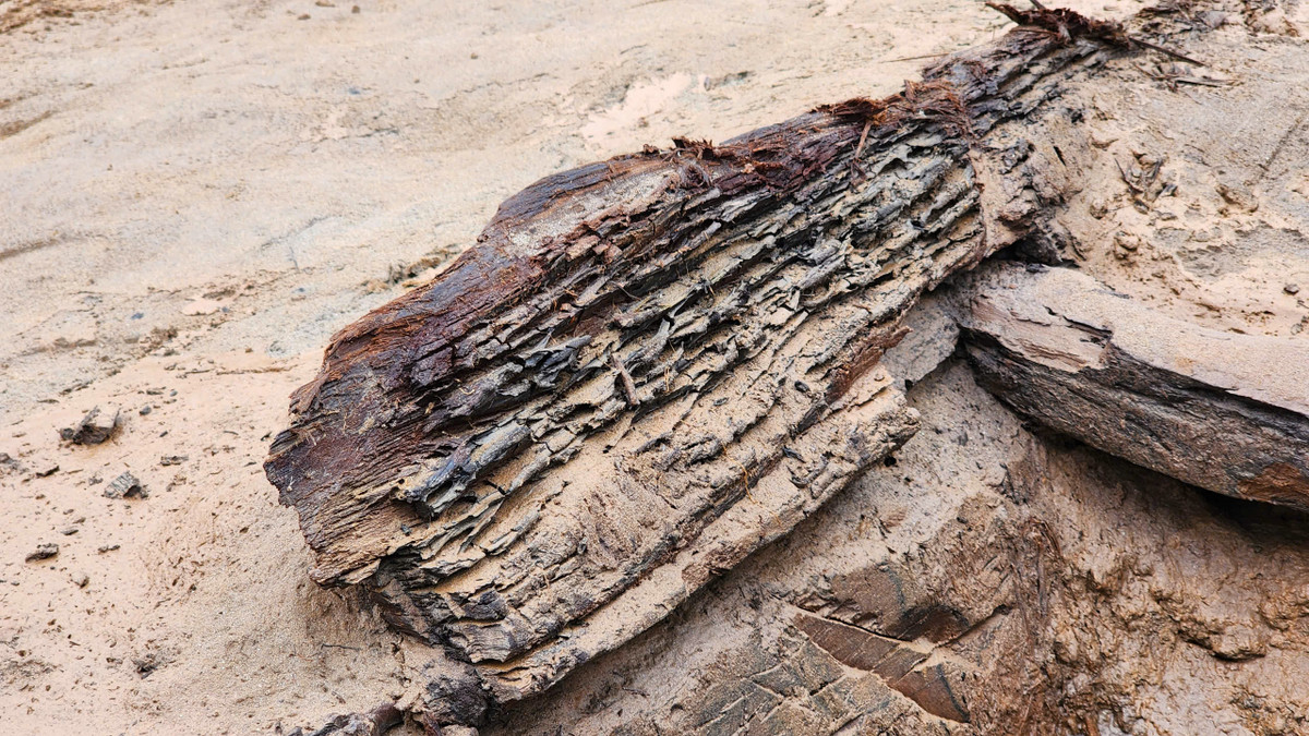  4. Phát hiện trong tình trạng khá nguyên vẹn. Mặc dù đã bị chôn vùi trong bùn đất qua hàng thế kỷ, nhưng hai chiếc thuyền vẫn giữ được hình dáng cơ bản. Ảnh: Phùng Đô / Báo Giao Thông.