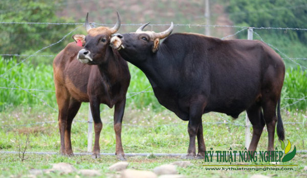  6. Không có dấu hiệu sợ người. Khác với bò tót hoang dã thường né tránh hoặc tỏ ra hung hãn với con người, bò tót lai tỏ ra thân thiện hơn – nét tính cách của bò nhà. Ảnh: Kỹ Thuật Nông Nghiệp.