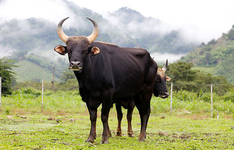  5. Khả năng sinh sản tốt. Một số loài lai giữa động vật hoang dã và vật nuôi thường bị vô sinh. Tuy vậy, bò tót lai ở VQG Phước Bình đã có hậu duệ đời F2, mở ra khả năng lớn cho sự phát triển đàn bò đặc biệt này. Ảnh: Báo Lâm Đồng.