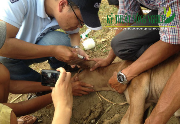  8. Tiềm năng nghiên cứu di truyền. ADN của bò tót lai được phân tích để tìm hiểu về sự kết hợp gen giữa hai loài, giúp ích cho công tác bảo tồn và nghiên cứu sinh học. Ảnh: Kỹ Thuật Nông Nghiệp.