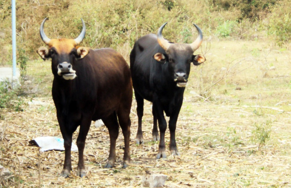  2. Số lượng hạn chế. Hiện tại, chỉ có khoảng 10 cá thể bò tót lai được nuôi thả tại Vườn quốc gia Phước Bình, khiến chúng trở thành một quần thể cực kỳ hiếm hoi. Ảnh: Tiền Phong.