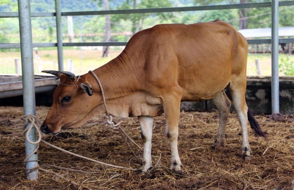  4. Được bảo vệ nghiêm ngặt. Các cơ quan chức năng và nhà khoa học đang theo dõi, nghiên cứu nhằm bảo tồn đàn bò này, tránh bị săn bắt hoặc xâm phạm môi trường sống. Ảnh: Tiền Phong.