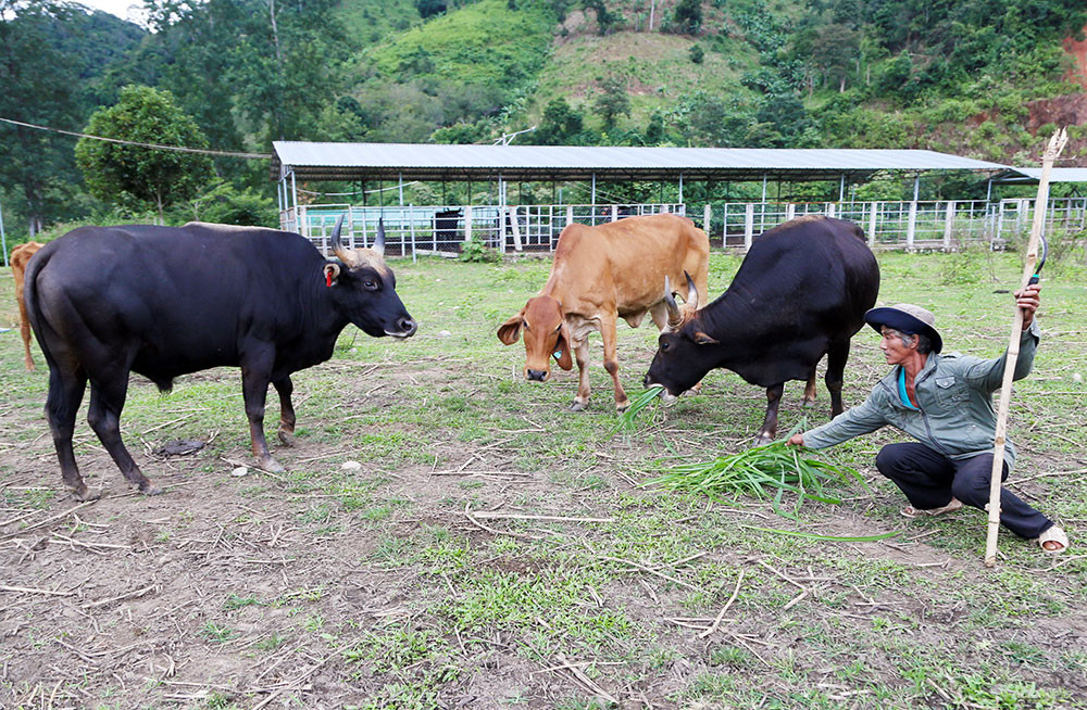  3. Ngoại hình lai giữa hai loài. Bò tót lai có thân hình to lớn, khỏe mạnh, mang nhiều đặc điểm của bò tót hoang dã như màu lông đen bóng, sừng cong và cơ bắp rắn chắc, nhưng vẫn có một số nét giống bò nhà. Ảnh: Báo Lâm Đồng.