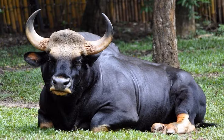  2. Cặp sừng ấn tượng. Cả bò tót đực và cái đều có sừng cong hình lưỡi liềm, dài tới 80 cm, giúp chúng tự vệ trước kẻ săn mồi và thể hiện sức mạnh trong đàn. Ảnh: Pinterest.