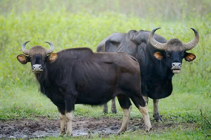  4. Sống theo bầy đàn. Bò tót thường sống theo đàn từ 8-11 con, do một con bò cái đầu đàn dẫn dắt. Những con đực trưởng thành thường sống đơn độc hoặc chỉ nhập đàn trong mùa sinh sản. Ảnh: Pinterest.