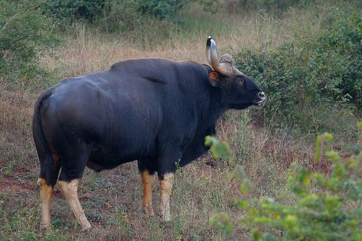  5. Sở hữu sức mạnh đáng nể. Bò tót cực kỳ khỏe, có thể húc gãy cây cối và chống lại những kẻ săn mồi như hổ hoặc báo. Khi cảm thấy bị đe dọa, chúng có thể trở nên rất hung dữ. Ảnh: Pinterest.