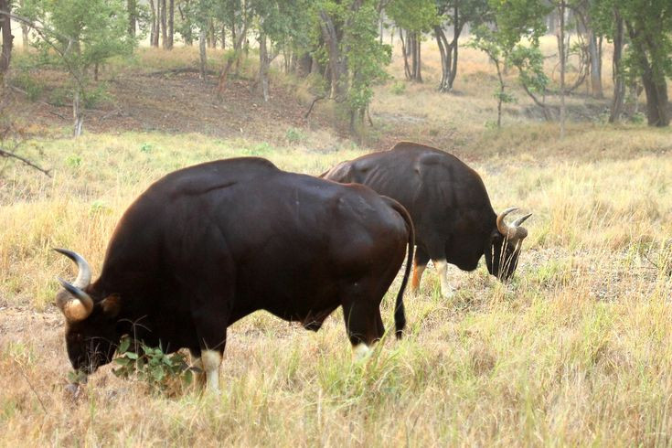  6. Tiêu thụ lượng thực vật khổng lồ mỗi ngày. Bò tót là động vật ăn cỏ, chủ yếu ăn lá cây, cỏ non và chồi non. Chúng cần một lượng thức ăn khổng lồ mỗi ngày để duy trì cơ thể đồ sộ của mình. Ảnh: Pinterest.