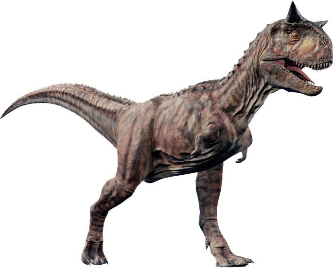 4. Hộp sọ được thiết kế để cắn nhanh. Hộp sọ của Carnotaurus ngắn và chắc, giúp nó có thể tấn công con mồi bằng những cú cắn cực nhanh thay vì dồn lực như một số loài khủng long khác. Ảnh: Pinterest.