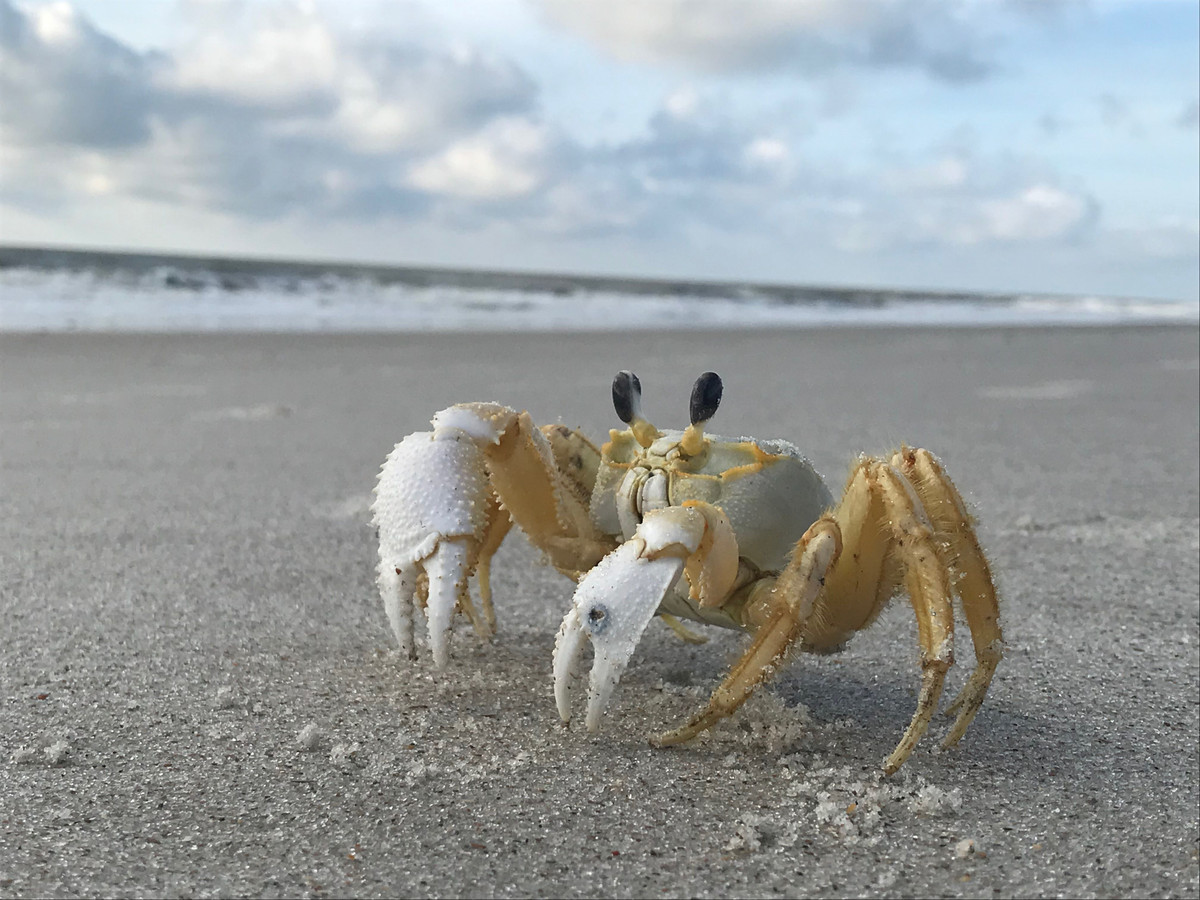  7. Không cần uống nước nhưng vẫn phải "hít thở" bằng nước. Cua ma không uống nước như các loài khác, nhưng chúng cần làm ẩm mang để thở. Vì vậy, chúng thường xuyên di chuyển ra biển để lấy nước hoặc hấp thụ hơi ẩm từ cát ướt. Ảnh: Pinterest.