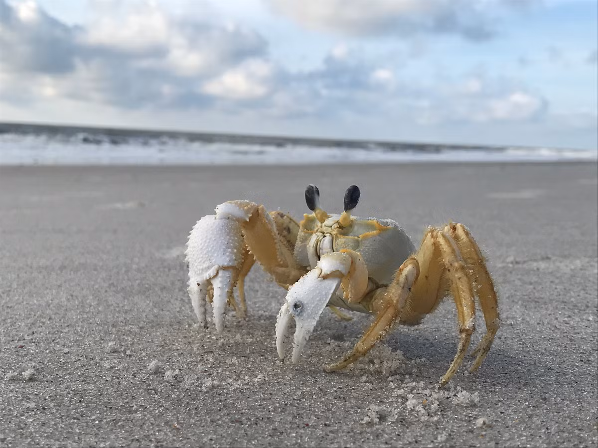  7. Không cần uống nước nhưng vẫn phải "hít thở" bằng nước. Cua ma không uống nước như các loài khác, nhưng chúng cần làm ẩm mang để thở. Vì vậy, chúng thường xuyên di chuyển ra biển để lấy nước hoặc hấp thụ hơi ẩm từ cát ướt. Ảnh: Pinterest.