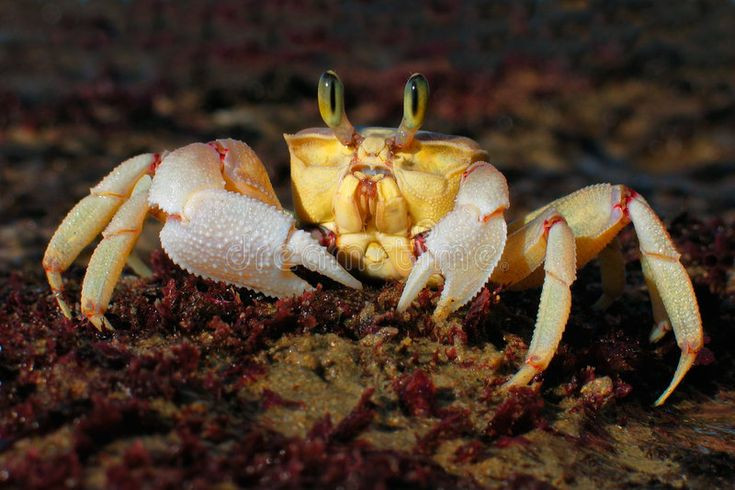  8. Hoạt động về đêm. Cua ma thường chỉ xuất hiện vào ban đêm để kiếm ăn, tránh ánh nắng gay gắt của ban ngày. Điều này giúp chúng bảo vệ lớp vỏ khỏi bị mất nước và giảm nguy cơ bị săn bắt bởi chim biển hoặc các loài săn mồi khác. Ảnh: Pinterest.